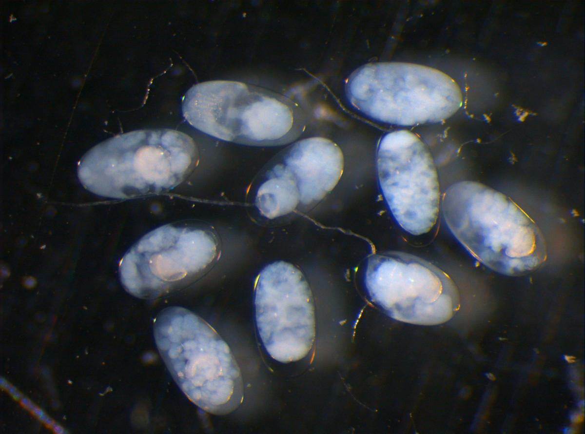 Haliç'te 47 farklı canlı türü tespit edildi