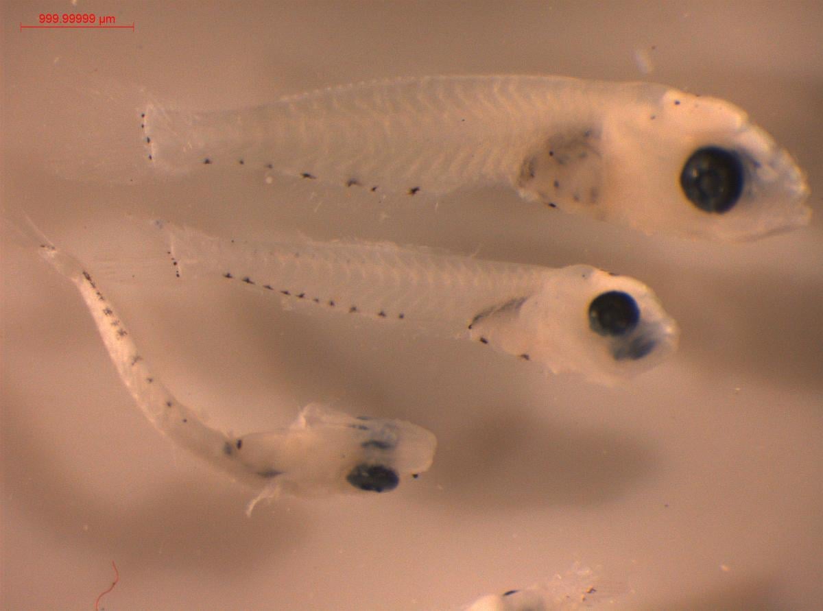 Haliç'te 47 farklı canlı türü tespit edildi