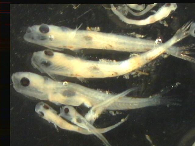 Haliç'te 47 farklı canlı türü tespit edildi