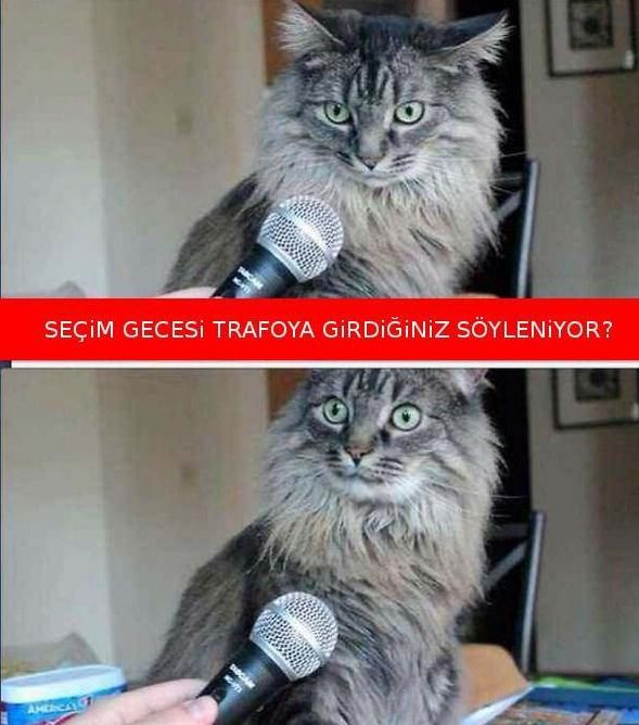 Sosyal medyada kedi-trafo esprileri