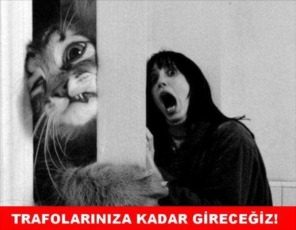 Sosyal medyada kedi-trafo esprileri