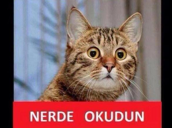 Sosyal medyada kedi-trafo esprileri