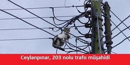 Sosyal medyada kedi-trafo esprileri