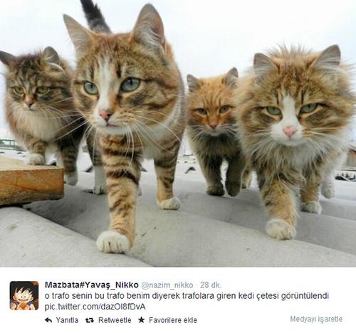 Trafoya giren kedi bulundu esprileri