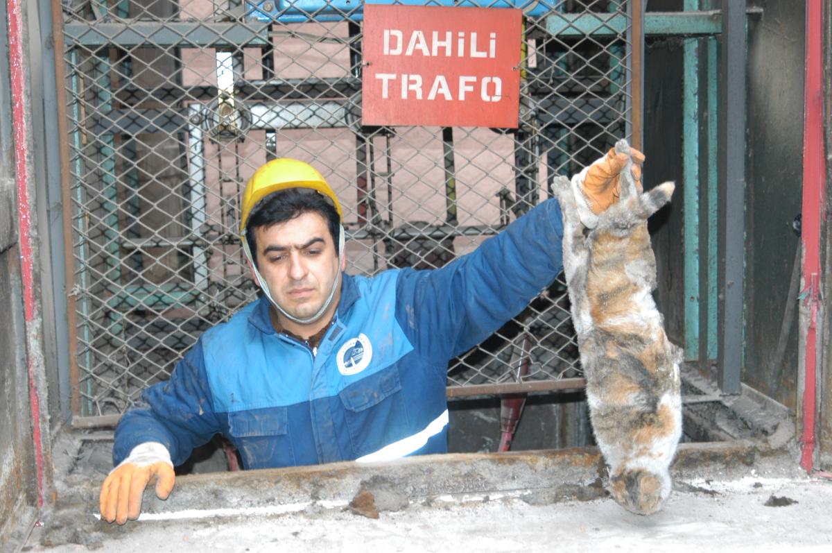 Trafoya giren kedi bulundu esprileri