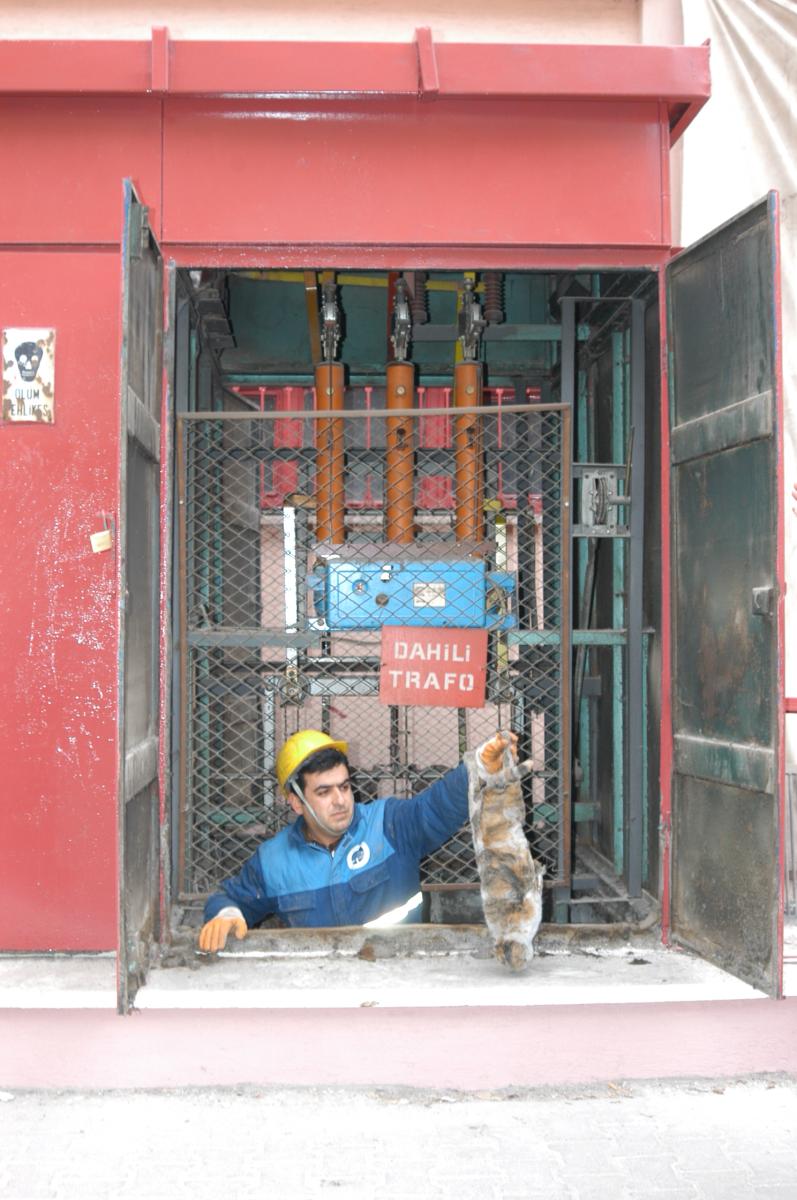 Trafoya giren kedi bulundu esprileri
