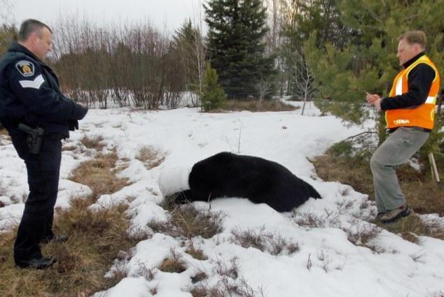 Kanada'da bir ayı kafasını kuş yemi kabına sıkıştırdı