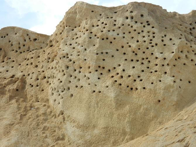 Kum yığınlarına yuva yapan kuşlar çalışmaları durdurdu