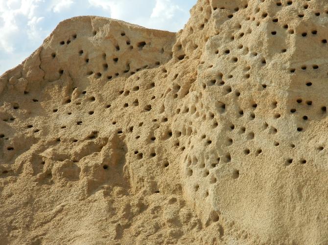 Kum yığınlarına yuva yapan kuşlar çalışmaları durdurdu