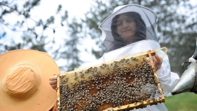 Sokmayan arı ırkı yetiştirilecek