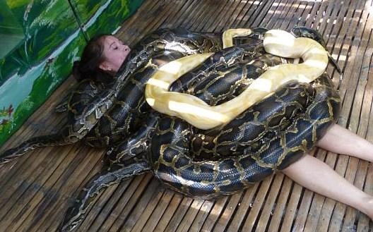Filipinler'de dev pitonlarla spa masajı yapılıyor İZLE