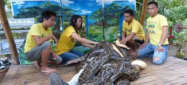 Filipinler'de dev pitonlarla spa masajı yapılıyor İZLE