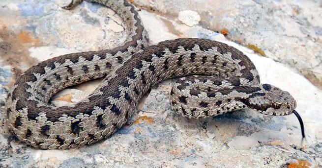 40 yıldır gizlenen Anadolu engereği Antalya'da görüldü