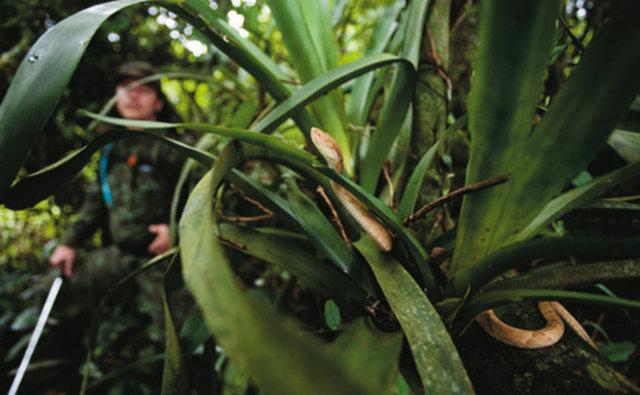 Dünyanın en tehlikeli adası