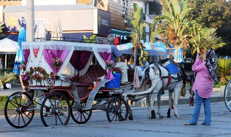 Antalya'da atları yağlı boya ile boyadılar