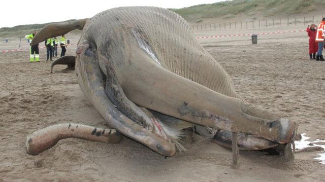 17 metrelik dev balina görenleri şaşırttı