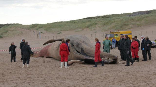 17 metrelik dev balina görenleri şaşırttı