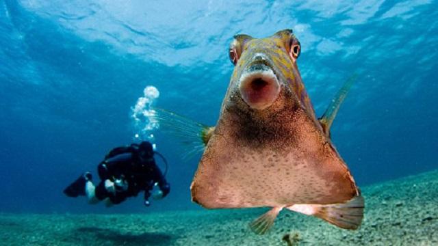 Kızıldeniz'de kamera aşığı bir balık