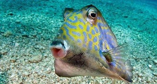 Kızıldeniz'de kamera aşığı bir balık