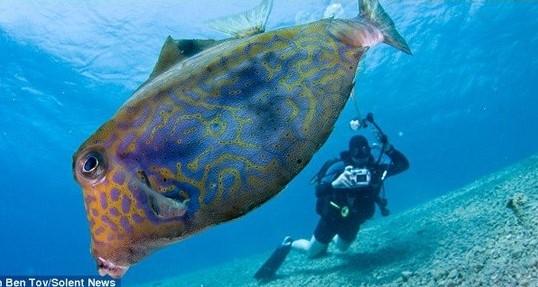 Kızıldeniz'de kamera aşığı bir balık