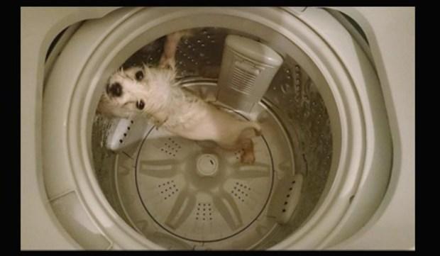 Çin'de bir adam köpeğini çamaşır makinesine attı