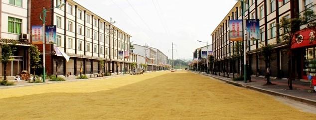 Çin'de asfalt yolda pirinç kuruttular