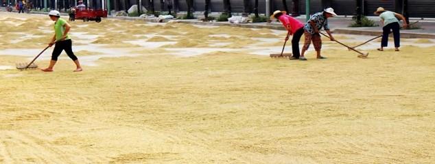 Çin'de asfalt yolda pirinç kuruttular