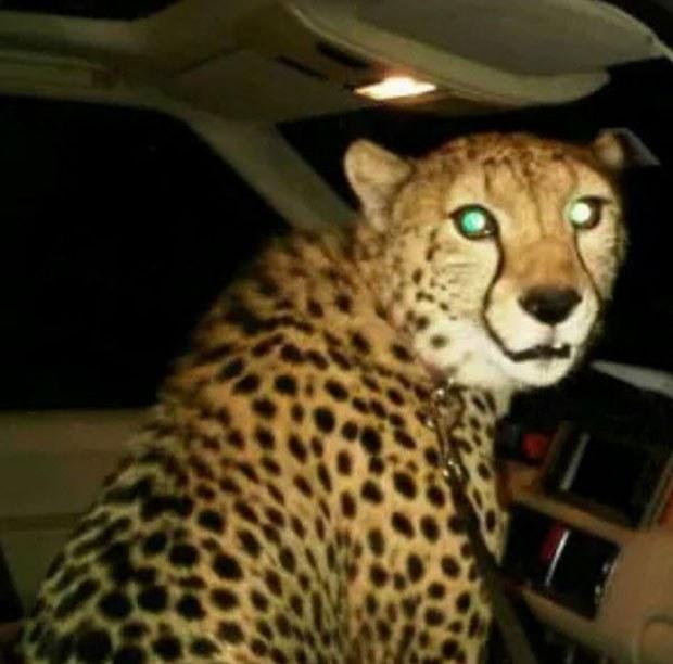 Süreyya Yalçın otomobiliyle çita gezdirdi