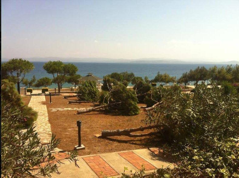 Çeşme'de manzarayı kapatıyor diye ağaç katliamı yaptılar İZLE