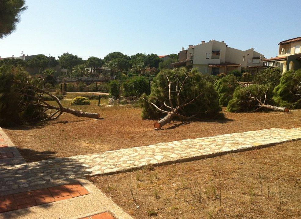 Çeşme'de manzarayı kapatıyor diye ağaç katliamı yaptılar İZLE