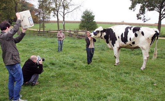 ABD'de bir inek Guinness Rekorlar Kitabı'na girdi