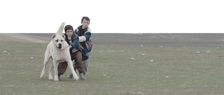 Sivas filminde oynayan köpek kayıp