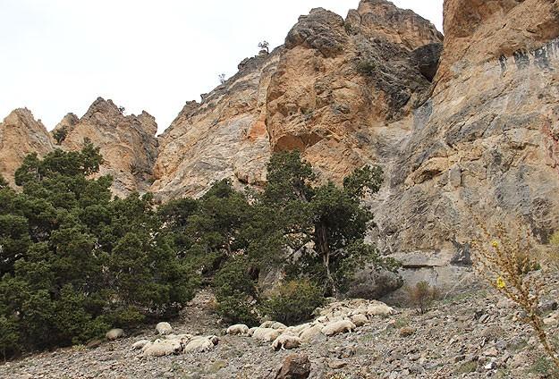 Karaman'da 150 koyun sürü psikolojisine kurban gitti