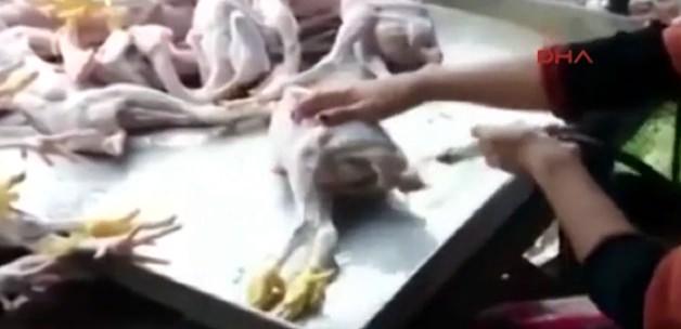 Piliçlerin şişirilme görüntüleri ortaya çıktı