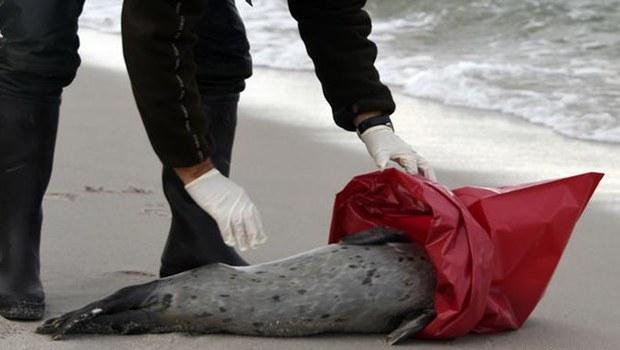 Fok balıkları gripten ölüyor