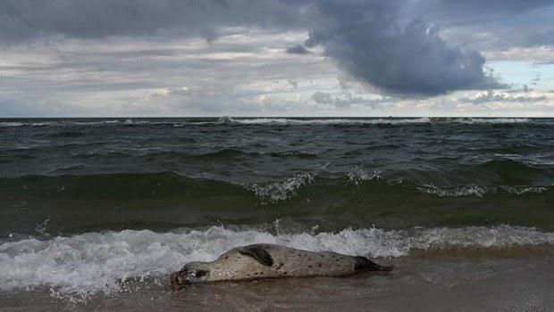 Fok balıkları gripten ölüyor