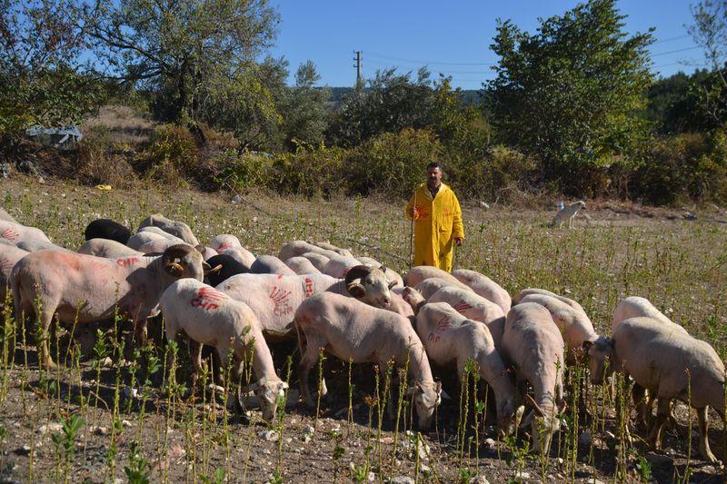 Eski ilçe başkanı koyunlarını CHP amblemiyle boyadı