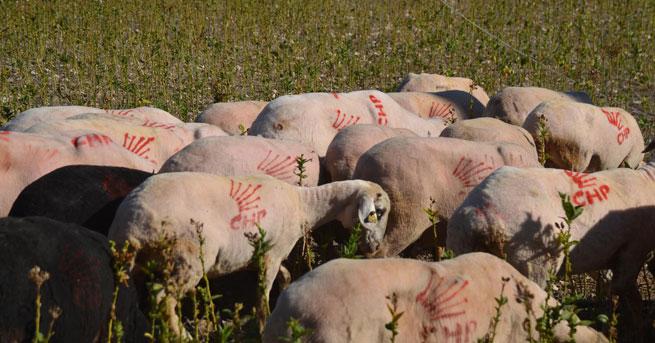 Eski ilçe başkanı koyunlarını CHP amblemiyle boyadı