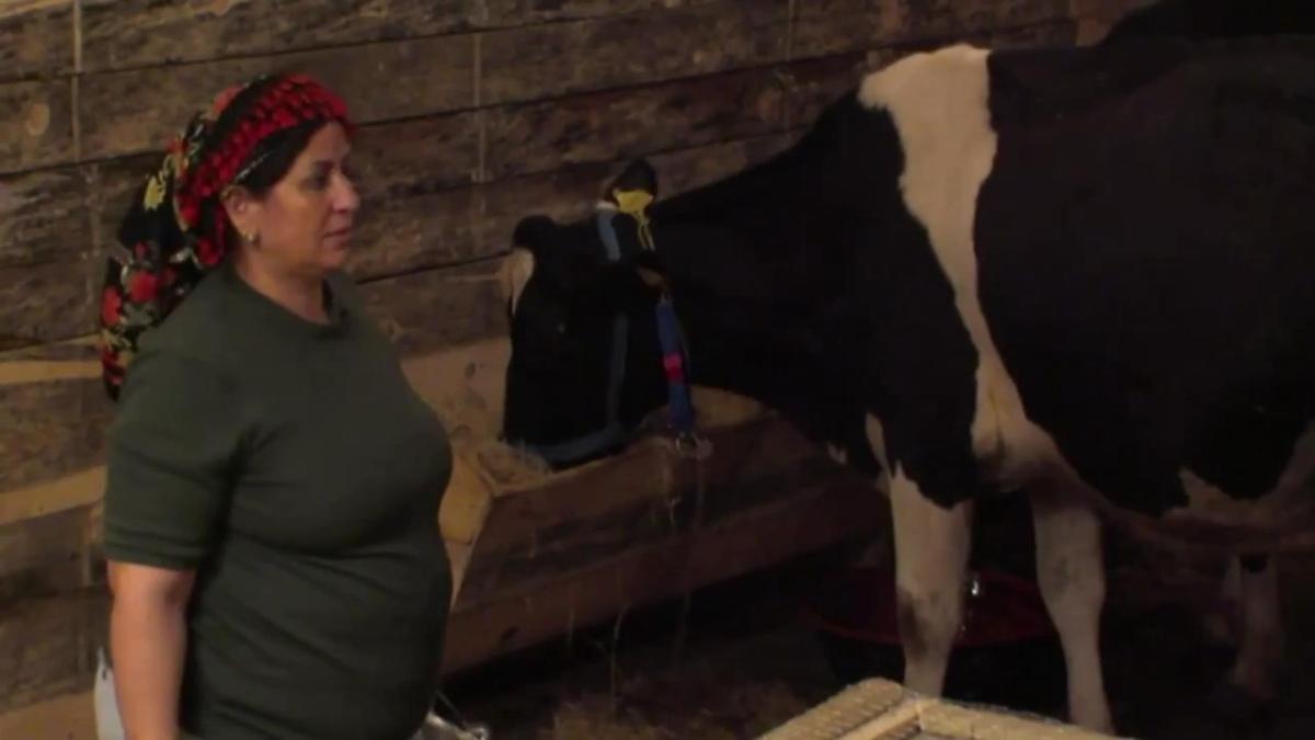 Ütopya'da inek tartışması