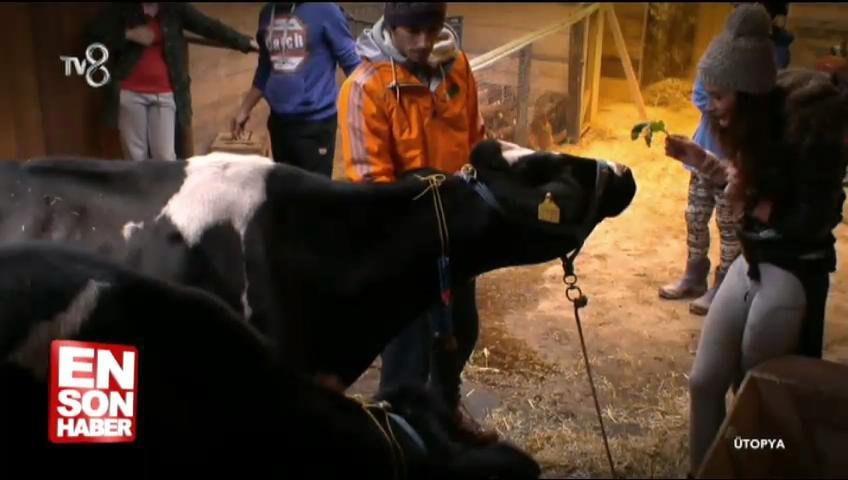 Ütopya'da inek tartışması