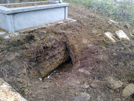 Kastamonu'da ceset yiyen ayı için vur emri verildi