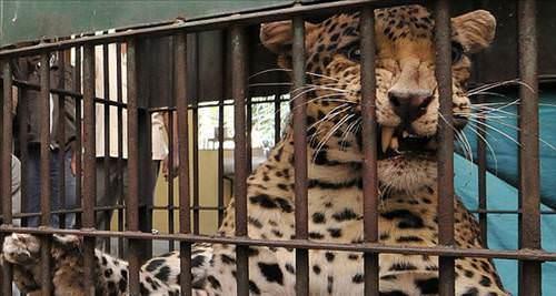 Leopar bir kişinin kafa derisini uçurdu