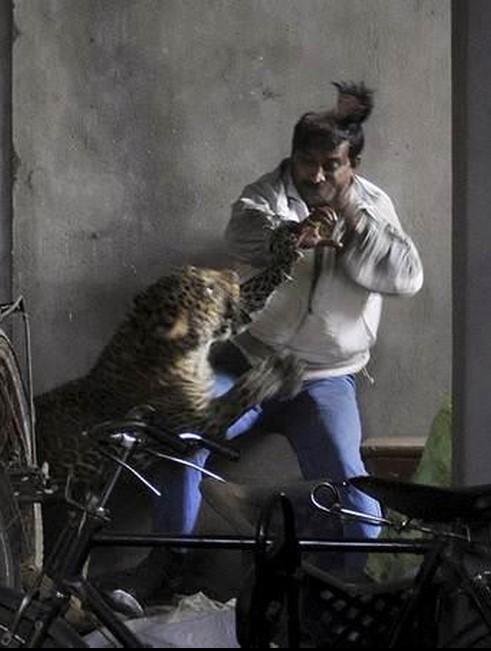 Leopar bir kişinin kafa derisini uçurdu