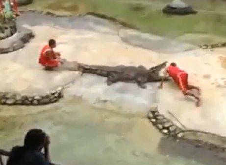 Timsah eğiticisinin yüzünü parçaladı İZLE