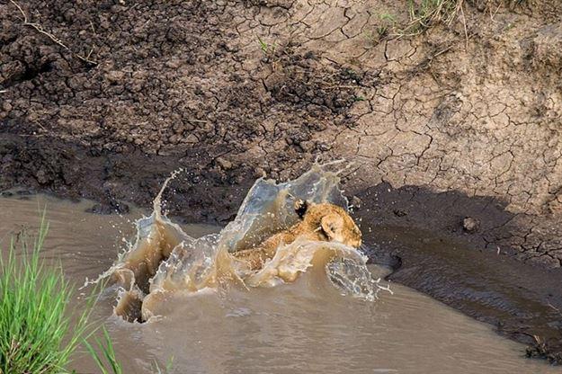 Anne aslandan yavrularına hayatta kalma dersi