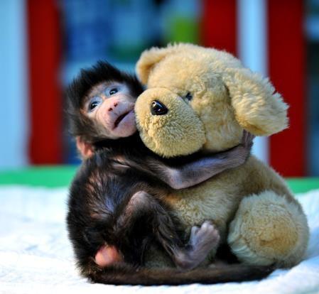 Annesinin terk ettiği yavru babun peluş ayıdan ayrılmıyor