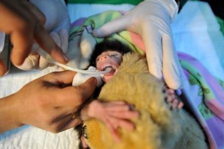 Annesinin terk ettiği yavru babun peluş ayıdan ayrılmıyor