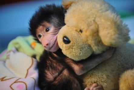 Annesinin terk ettiği yavru babun peluş ayıdan ayrılmıyor