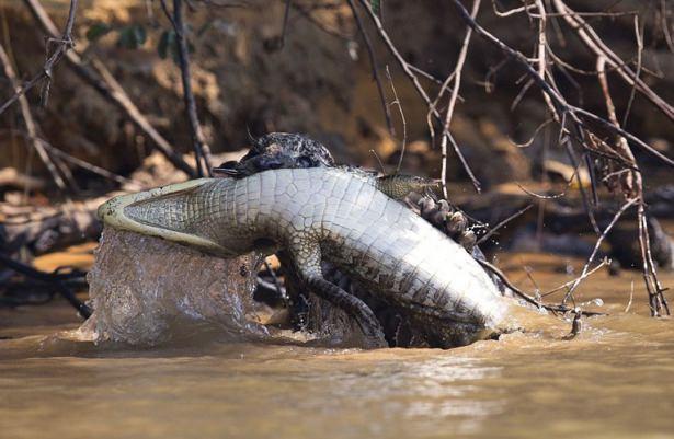 Timsah avcısı jaguar iş başında