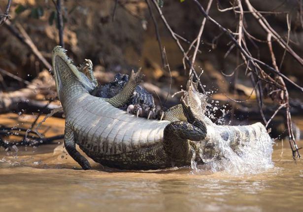 Timsah avcısı jaguar iş başında